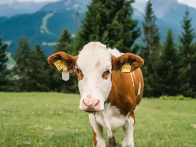 Vacanze Garmisch-Partenkirchen